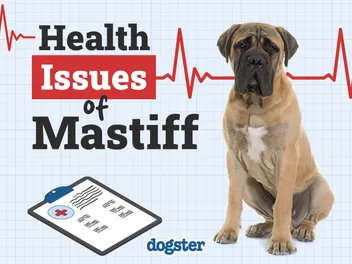 9 Common Health Problems in Mastiffs – Diseases to Be Aware Of!
