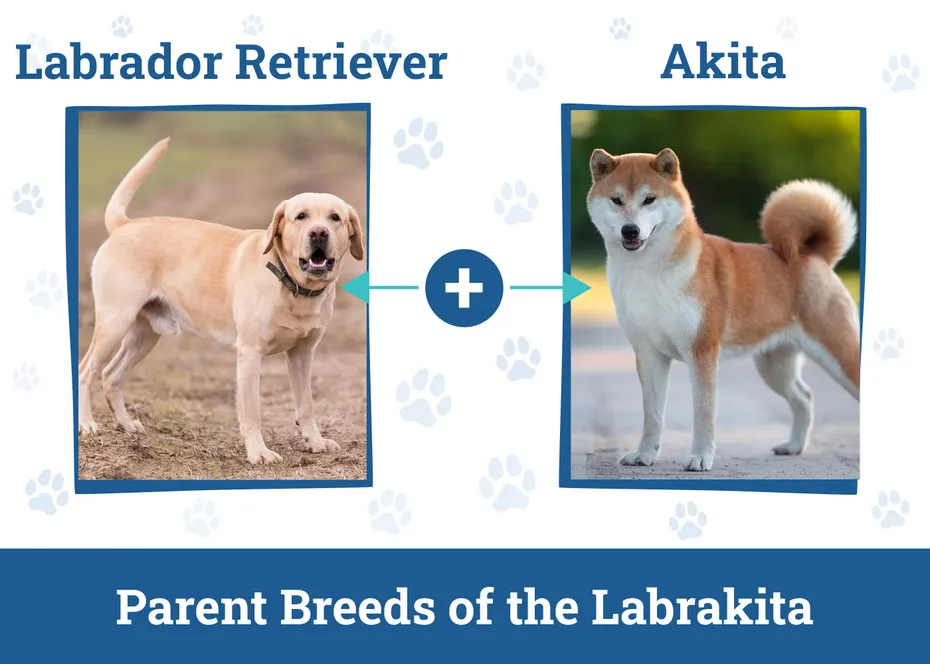 Parent Breeds of the Labrakita