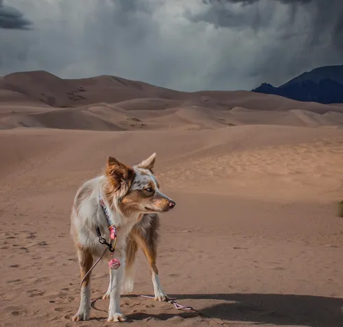 Great Sand Dunes National Park