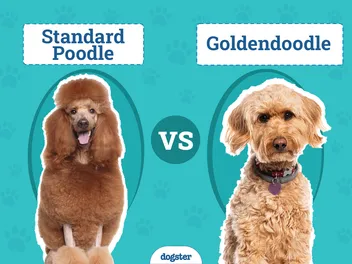 Standard Poodle vs Goldendoodle: The Differences (With Pictures)