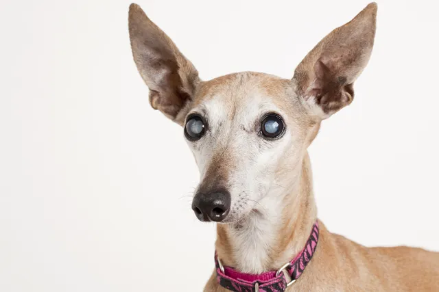 Cataracts in Dogs: Vet-Verified Signs, Causes & Treatment