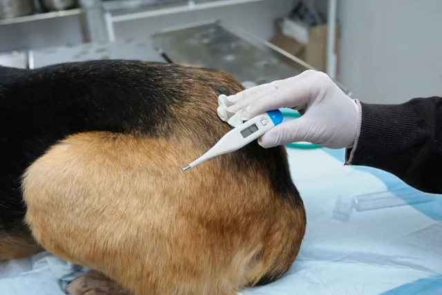 What Is A Normal Temperature For A Dog? Vet-Verified Health Facts & FAQ