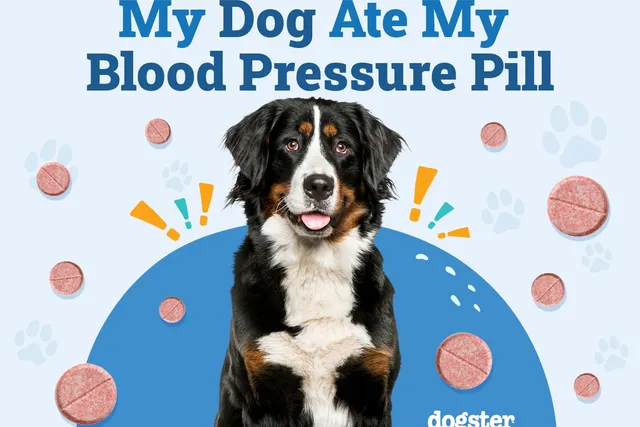 My Dog Ate My Blood Pressure Pill, Should I Be Worried? Our Vet Answers