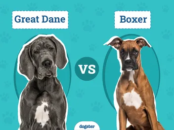 Great Dane vs Boxer: Differences Explained (With Pictures)