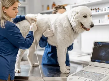 HGE - Hemorrhagic Gastroenteritis in Dogs: Causes, Signs & Treatment (Vet Answer)