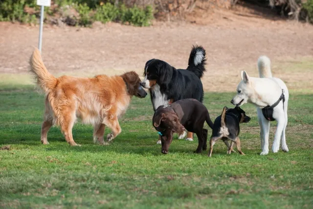 3 Off-Leash Dog Parks in Fort Collins, CO You Can Visit in 2026