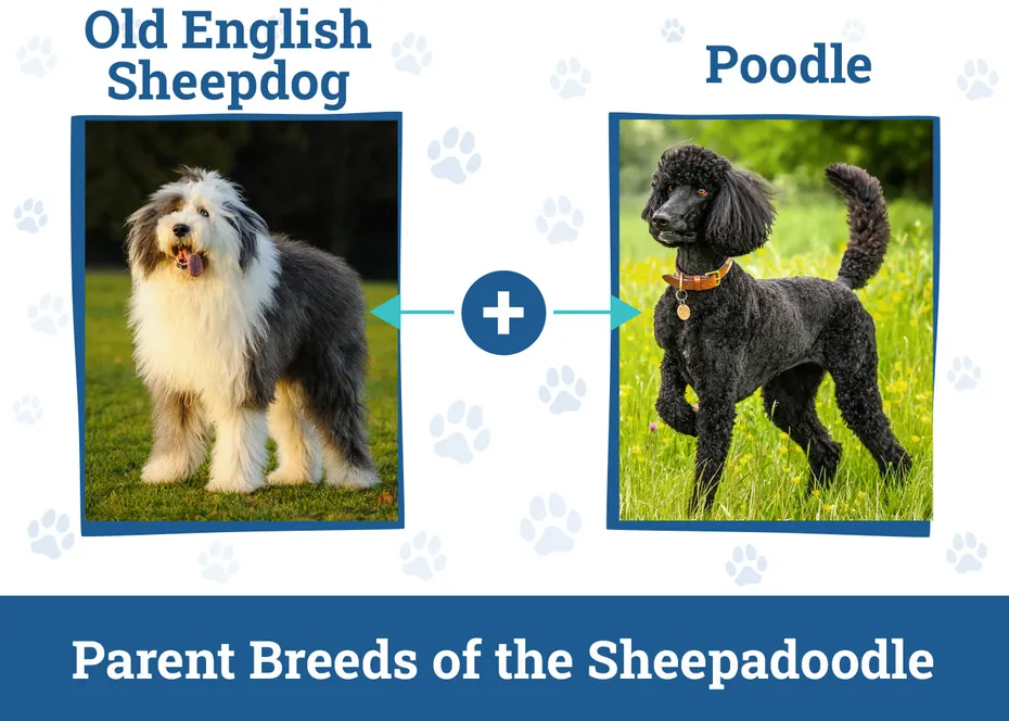 Parent Breeds of the Sheepadoodle