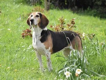 Harrier Dog: Breed Info, Pictures, Traits & Care