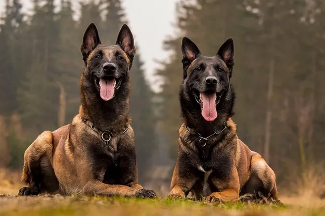 How to Say "Dog" in Other Languages: 50 Variations