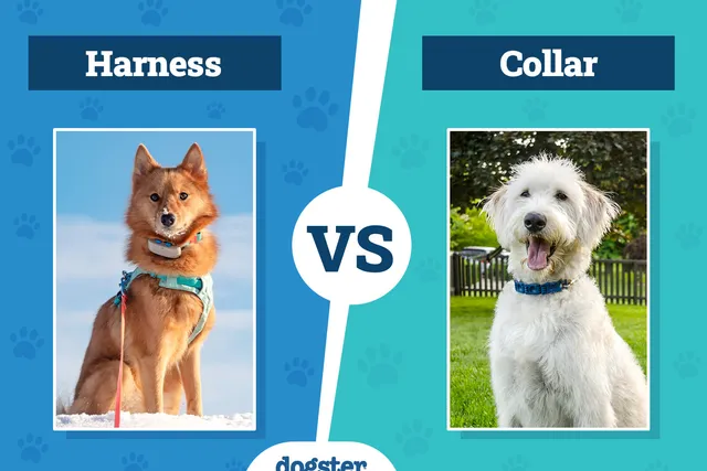 Dog Harness vs Collar: Which Is Better? (Pros & Cons)