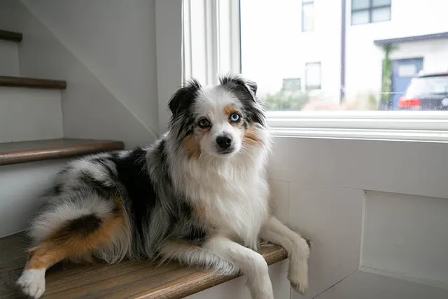 When Do I Spay or Neuter My Australian Shepherd? Vet-Approved Facts & Tips