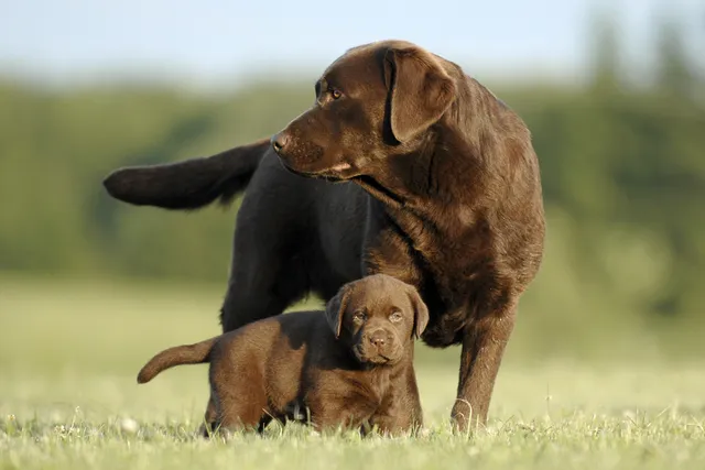 Dog Coat Colors & Patterns: A Vet-Verified Guide (With Info & Pictures)