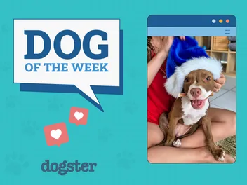 Dogster Photo Contest: Dogs of the Week Winners (January 22, 2026)