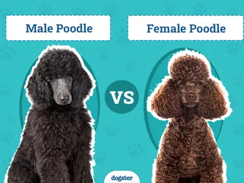 Male vs Female Poodle: The Differences (With Pictures)