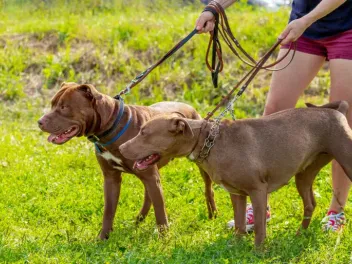 How to Find a Mate for Your Dog (Offline & Online)