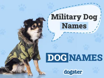 124 Military Dog Names: Popular Choices for Tough Canines
