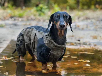 Why Do Dachshunds Hate Rain? 5 Vet-Verified Reasons & Tips