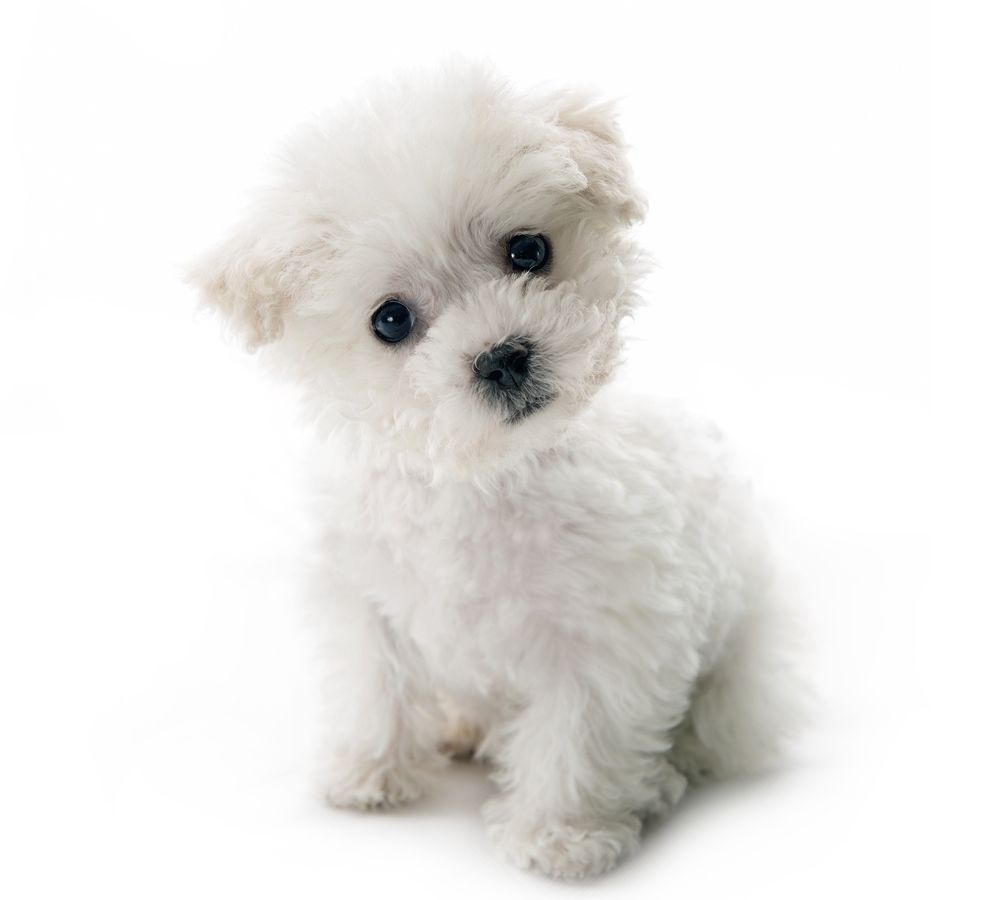 Cute-small-Bichon-Frise-puppy