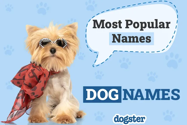 100+ Most Popular Dog Names of 2026 According to the Top Pet Companies