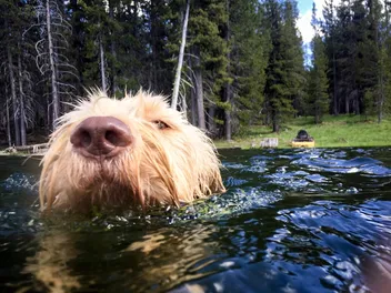 How Well Can Labradoodles Swim? Vet-Verified Facts & FAQ
