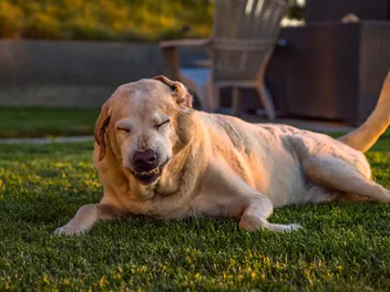 Environmental Allergies In Dogs: Signs, Causes & Treatments (Vet Answer)