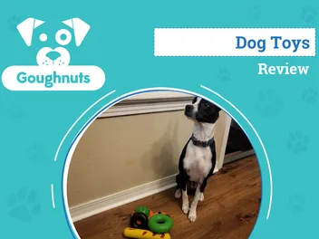 Goughnuts Dog Toy Review 2026: Is It a Good Value? An Expert's Breakdown