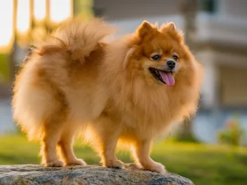 Brown Pomeranian: Info, Pictures, Origin & History