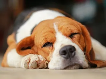 Do Dogs Have Nightmares? Vet-Verified Canine Facts