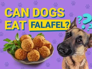 Can Dogs Eat Falafel? Vet Reviewed Facts & FAQ