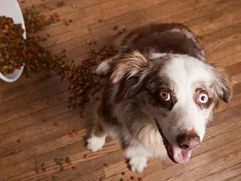 Why Does My Dog Play With Their Food? 4 Reasons & What to Do