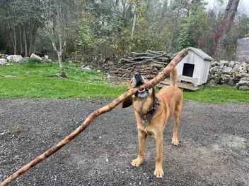 Dogs and Sticks: The Deal Behind Lava's Obsession