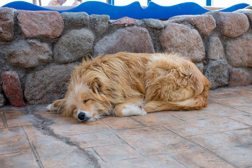 baladi sleep dog_Quisquilia_shutterstock