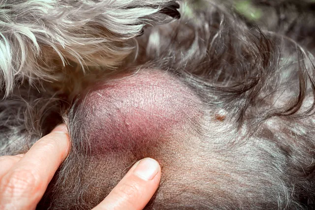 What Every Dog Owner Should Know About Lumps and Bumps