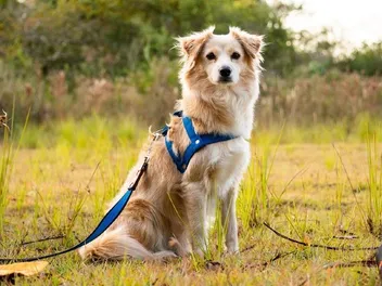 10 Best Harnesses for Small Dogs in 2026 - Reviews & Top Picks