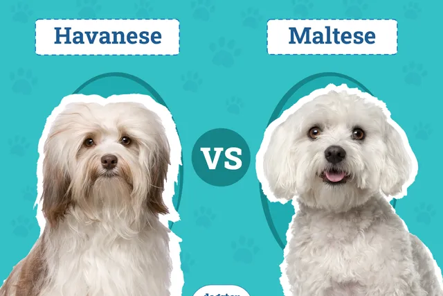 Havanese vs. Maltese: The Key Differences (With Info & Pictures)