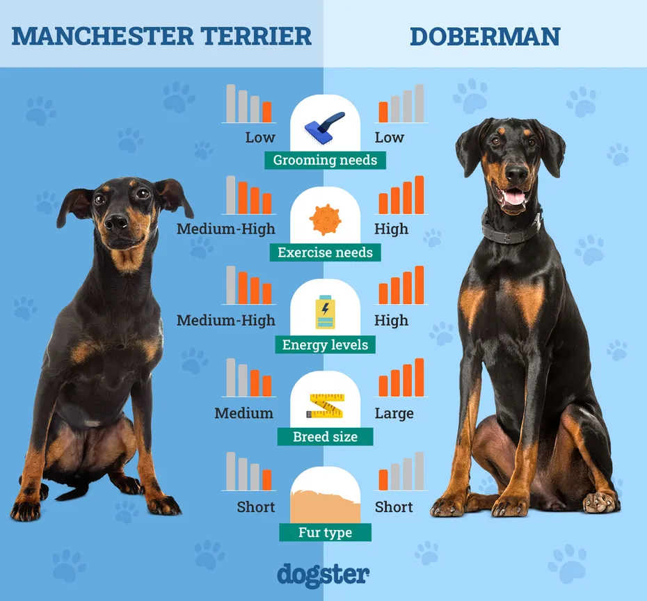 Dogster_Side by Side Comparison_ Manchester Terrier vs Doberman