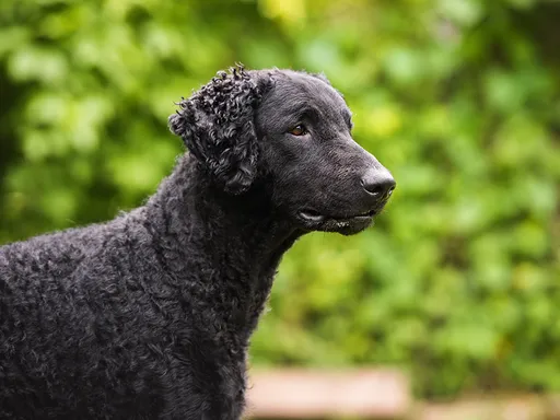 Curly-Coated Retriever