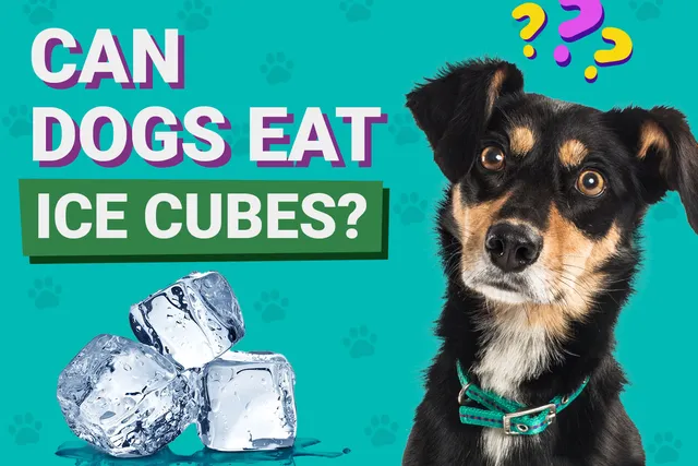 Can Dogs Eat Ice Cubes? Vet-Verified Facts, Fun Ideas & Precautions