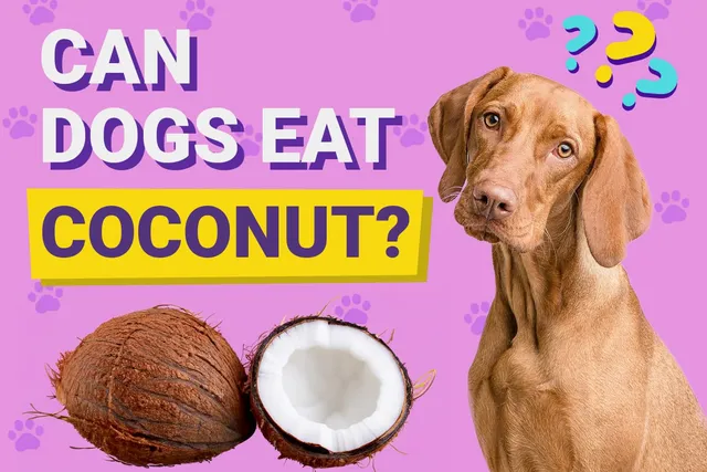 Can Dogs Eat Coconut? Vet-Verified Nutrition Facts & FAQ