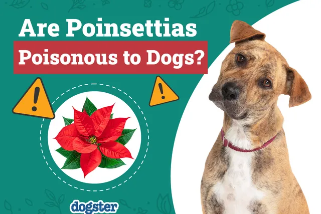 Are Poinsettias Poisonous to My Dog? Vet-Approved Answer