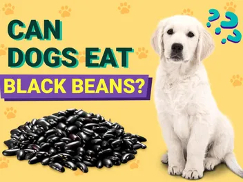 Can Dogs Eat Black Beans? Vet-Verified Facts, Pros & Cons