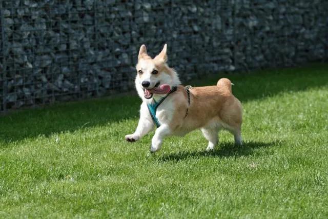 What's the Fastest a Corgi Can Run? Surprising Facts & FAQ
