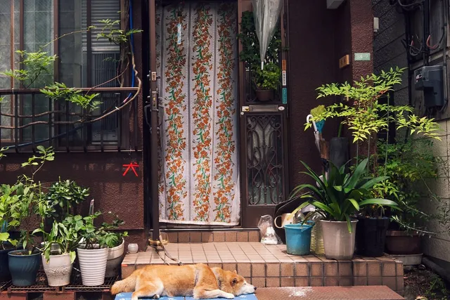 20 Unique Haiku Poems About Dogs