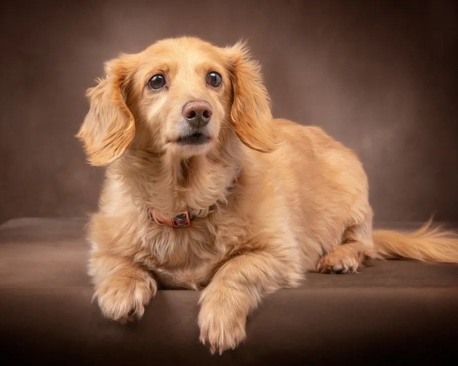 english cream dachshund on sofa and brown background