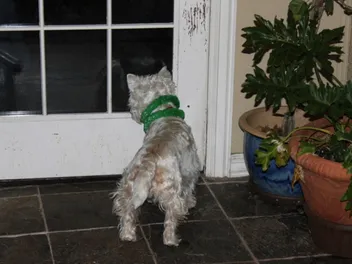 How to Stop Your Dog From Scratching the Door: 7 Vet-Approved Tips