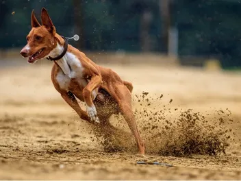 Is a Retired Racing Greyhound a Good Pet? Benefits, Drawbacks & Tips