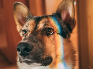 Are Dogs Color Blind? Vet-Approved Vision Facts
