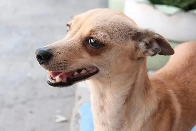 Italian Greyhuahua