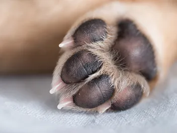 Do Dogs Have Toe Beans? Vet-Verified Paw Anatomy Explained