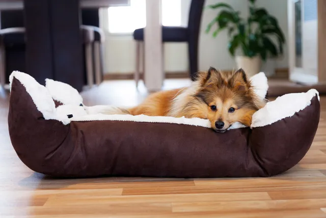 9 Types of Dog Beds to Choose for Your Pup in 2026